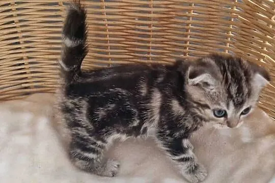 Kotka Szkocka zwisłoucha Silver Tabby, Śląskie, Katowice