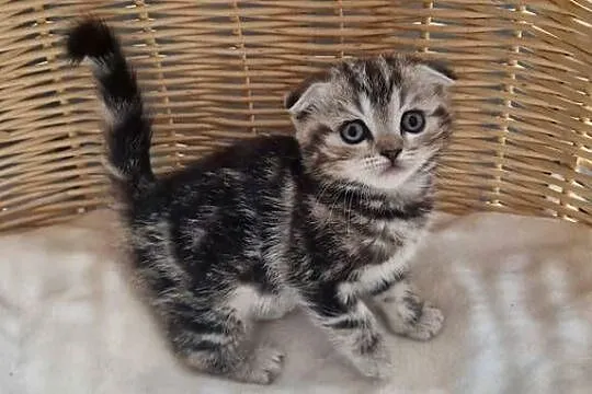 Kotka Szkocka zwisłoucha Silver Tabby, Śląskie, Katowice