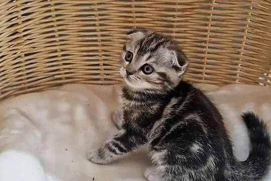 Kotka Szkocka zwisłoucha Silver Tabby, Śląskie, Katowice
