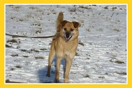 Średni 16 kg psiak KACZOR ,łagodny, kontaktowy, przyjacielski _Adopcja