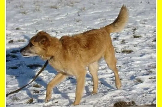 Średni 16 kg psiak KACZOR ,łagodny, kontaktowy, pr