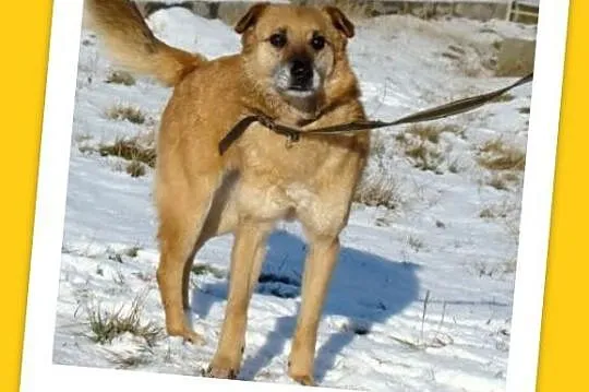 Średni 16 kg psiak KACZOR ,łagodny, kontaktowy, pr