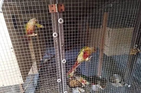 Rudosterki zielonolice pary, Łódzkie, Szczerców