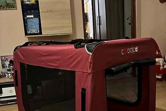 Transporter dla psa