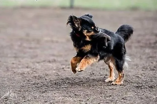 Młodziutka Frida poleca się do adopcji,  dolnośląs