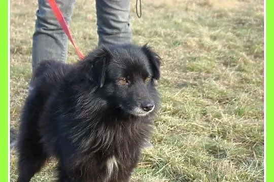 Szpic mix,psiak CZIKO 7 kg,spokojny, przyjacielski