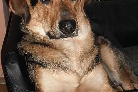 Oddam za darmo w dobre ręcę!