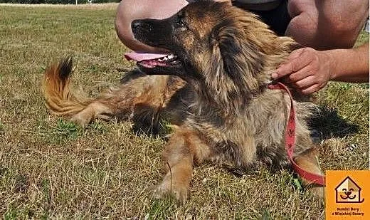 Diana w typie kaukaza, mazowieckie Łochów