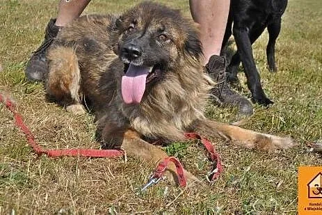 Diana w typie kaukaza,  mazowieckie Łochów
