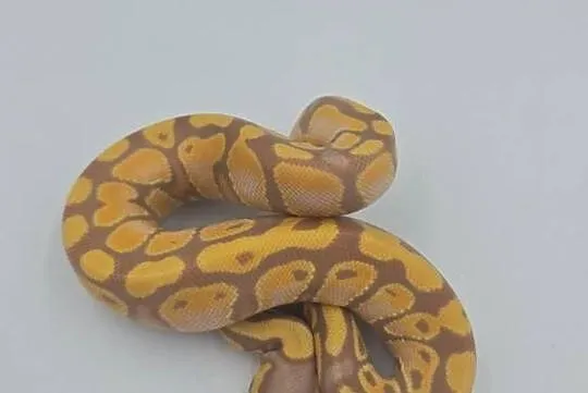 Pyton Królewski Samiec Pastel Banana YB