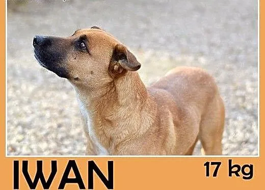 17kg,młody,przyjazny,energiczny pies IWAN do domu