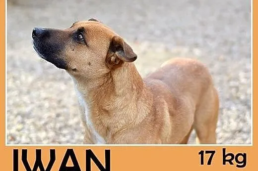 17kg,młody,przyjazny,energiczny pies IWAN do domu 