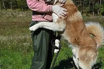 Dakar piękny, duży, łagodny, energiczny alaskan ma