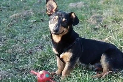 Maciuś- 10 kg wesołości i otwartości do ludzi szuka DOMU,  małopolskie Kraków
