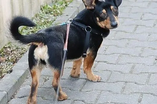 Maciuś- 10 kg wesołości i otwartości do ludzi szuk