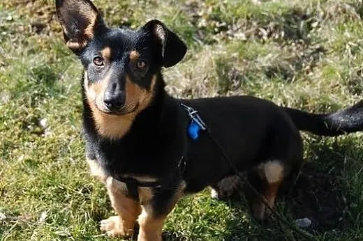Maciuś- 10 kg wesołości i otwartości do ludzi szuk