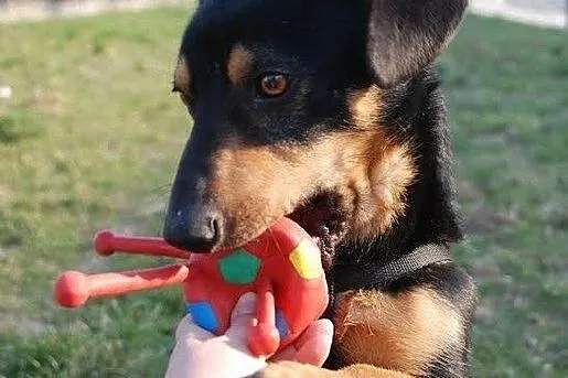 Maciuś- 10 kg wesołości i otwartości do ludzi szuk
