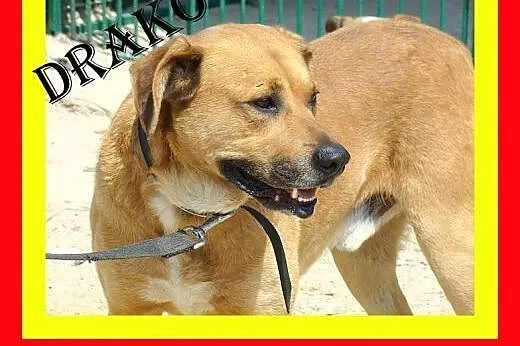 35kg,5lat,jest dobrym stróżem,wierny,czujny,pies DRAKO,  mazowieckie Warszawa
