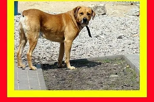 35kg,5lat,jest dobrym stróżem,wierny,czujny,pies D