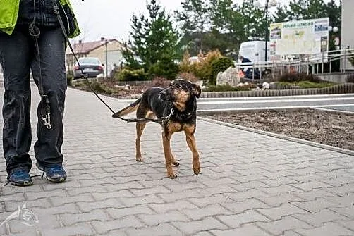 KRUKI - super gość, co Człowieka nie ma dość!,  ma