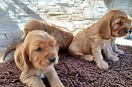 Śliczne Szczenięta Cocker Spaniel Angielski