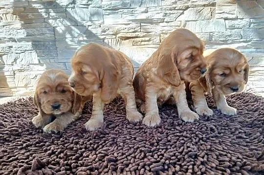 Śliczne Szczenięta Cocker Spaniel Angielski, Łódzkie, Sieradz