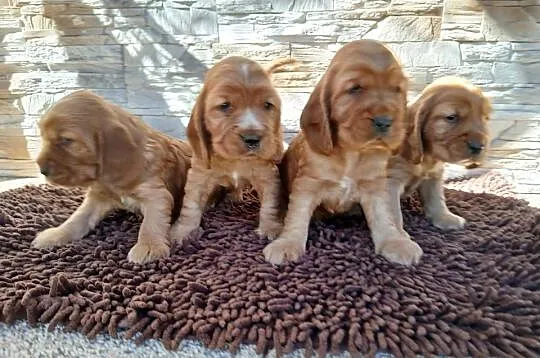 Śliczne Szczenięta Cocker Spaniel Angielski, Łódzkie, Sieradz