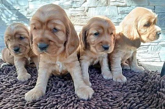 Śliczne Szczenięta Cocker Spaniel Angielski, Łódzkie, Sieradz
