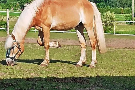 Haflinger, Zgierz