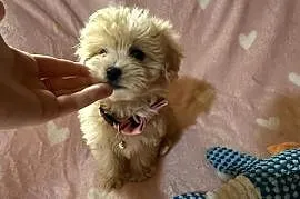 Maltipoo malutkie Maltańczyk/pudel toy
