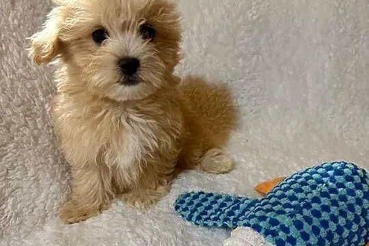 Maltipoo malutkie Maltańczyk/pudel toy, Dolnośląskie, Bielany Wrocławskie