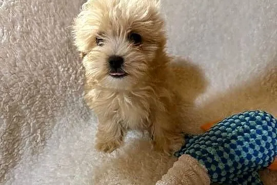 Maltipoo malutkie Maltańczyk/pudel toy, Dolnośląskie, Bielany Wrocławskie