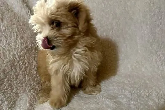 Maltipoo malutkie Maltańczyk/pudel toy, Dolnośląskie, Bielany Wrocławskie