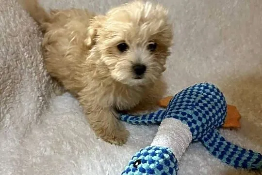 Maltipoo malutkie Maltańczyk/pudel toy, Dolnośląskie, Bielany Wrocławskie