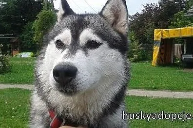 NORA- towarzyska i wesoła suczka husky do adopcji,