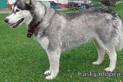 NORA- towarzyska i wesoła suczka husky do adopcji,