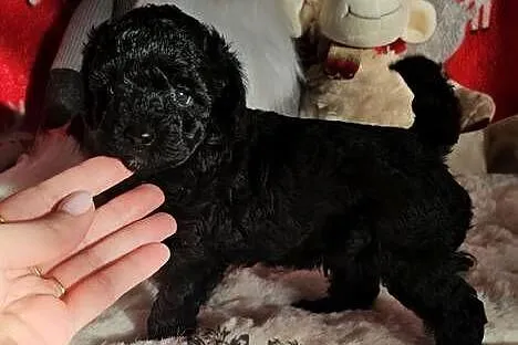 Piesek Pudel Miniaturowy rodzice pakiet badań genetycznych!!!, Łódzkie, Sędziejowice