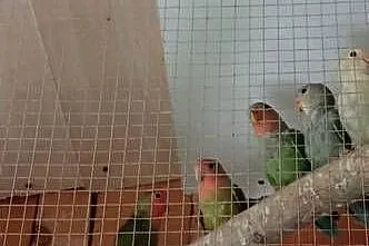 Sprzedam papugi nierozłączki, Lubelskie, Tarzymiechy Trzecie
