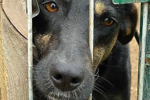 Gama nie ma dla kogo żyć - schronisko ją niszczy..