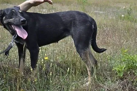 Gama nie ma dla kogo żyć - schronisko ją niszczy..