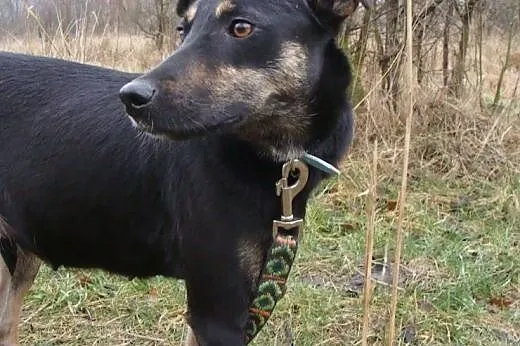 Gama nie ma dla kogo żyć - schronisko ją niszczy..