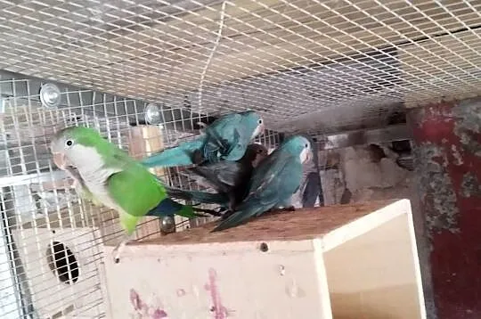 Mnichy nizinne dorosłe i także młode, Łódzkie, Szczerców