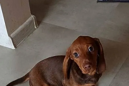 Jamnik miniaturowy, Pomorskie, Starogard Gdański