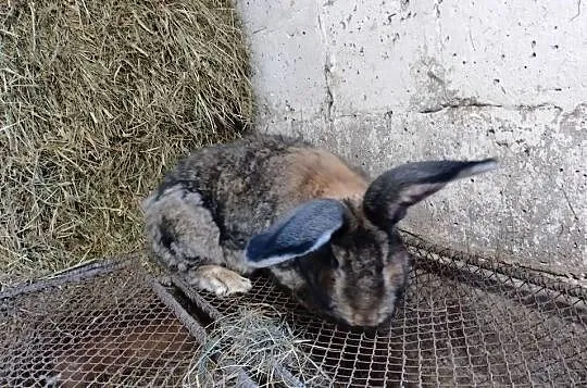 Sprzedam Belgii samce,samce, Lubelskie, Smoryń