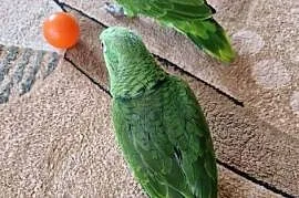 Papuga Amazonka Żółtoszyja (Auropalliata)