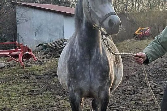 Klacz Czystej Krwi Arabskiej