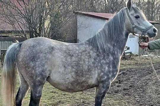 Klacz Czystej Krwi Arabskiej, Świętokrzyskie, Piórków