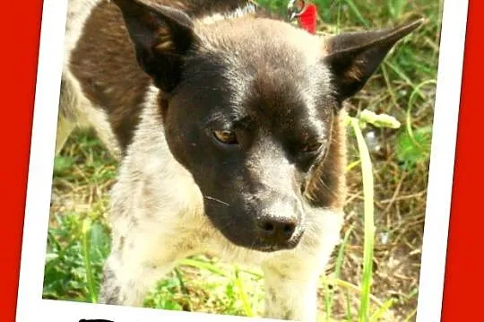 Delikatny,łagodny psiak FENEK,mały,cichy,spokojny_Adopcja