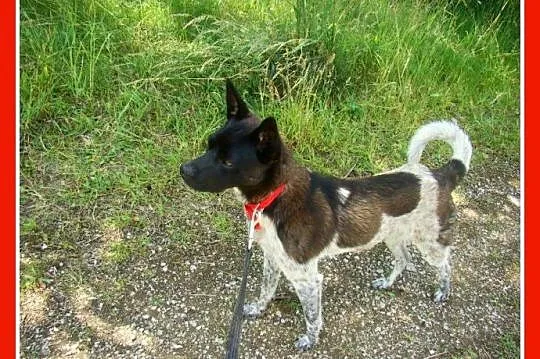 Delikatny,łagodny psiak FENEK,mały,cichy,spokojny_