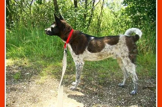 Delikatny,łagodny psiak FENEK,mały,cichy,spokojny_